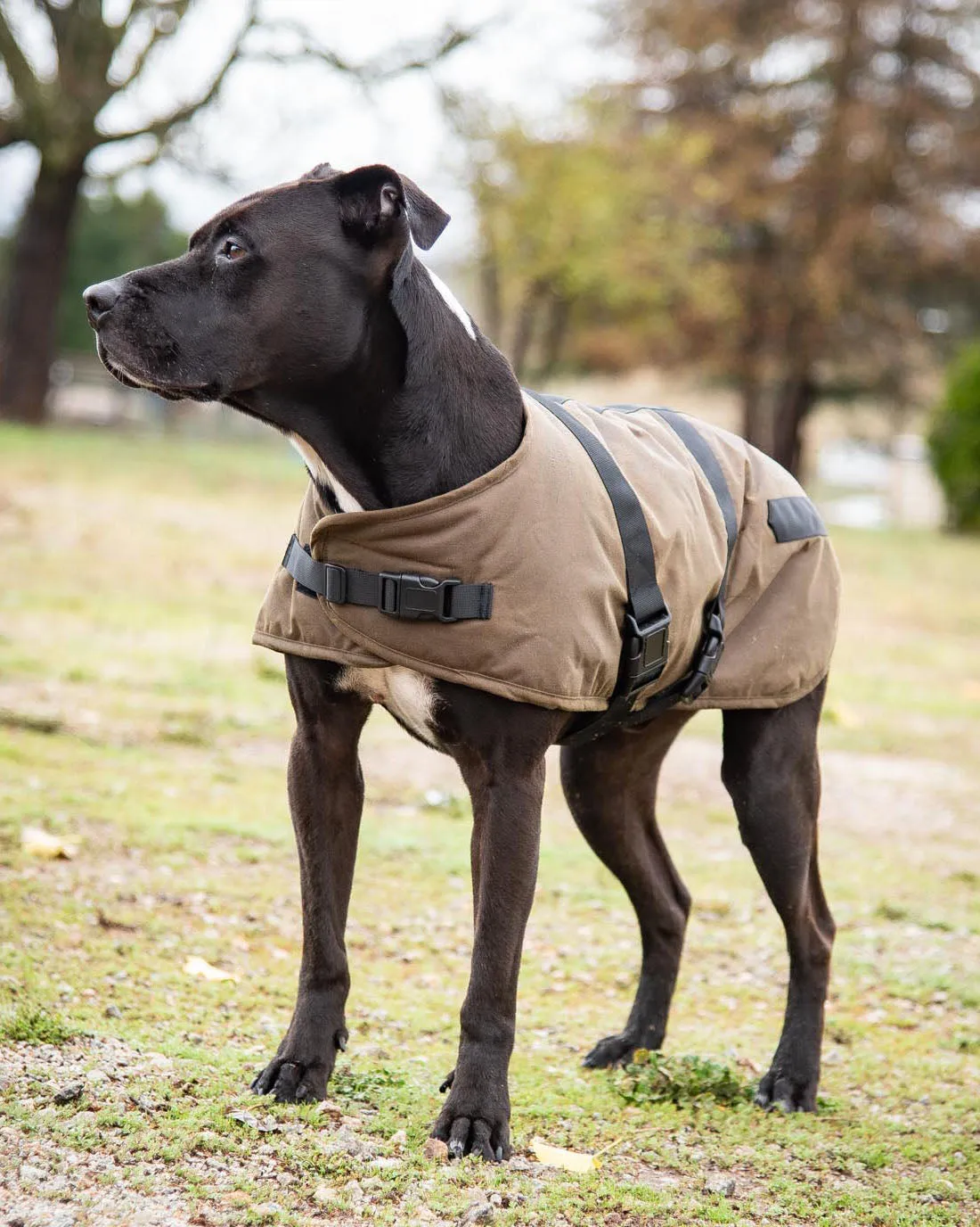 Clancy Oilskin Canine Coat